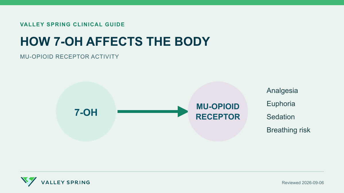 Diagram of 7-hydroxymitragynine activating mu-opioid receptors and producing analgesia, euphoria, sedation, and breathing risk