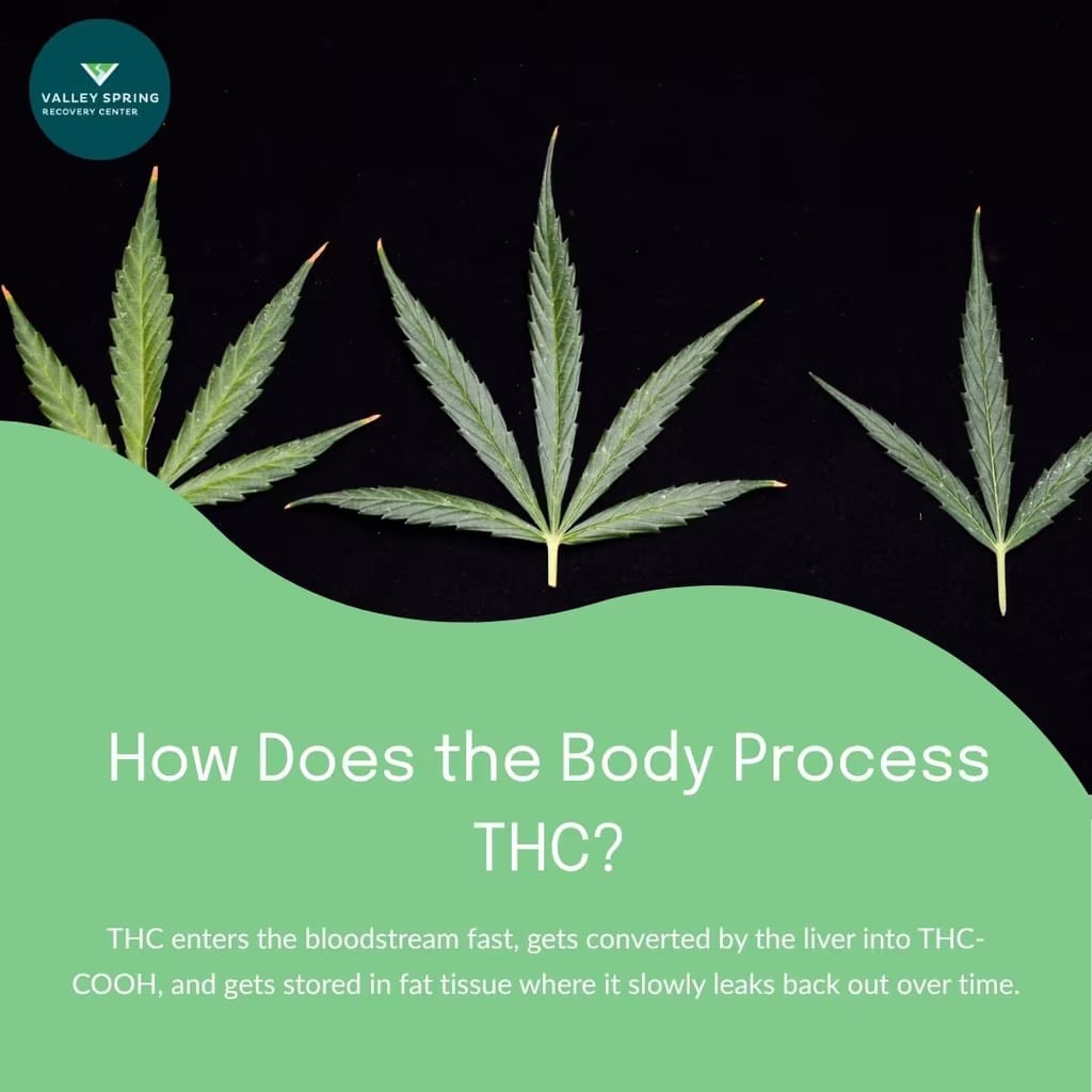 How the body processes THC — three cannabis leaves illustrating absorption, liver metabolism into THC-COOH, and storage in fat tissue