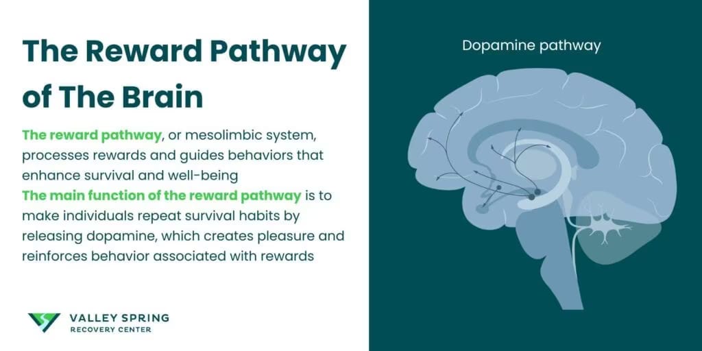 Reward Pathway of the Brain: Definition, Function, and Role in Addiction Reward Pathway of the Brain: Definition, Function, and Role in Addiction