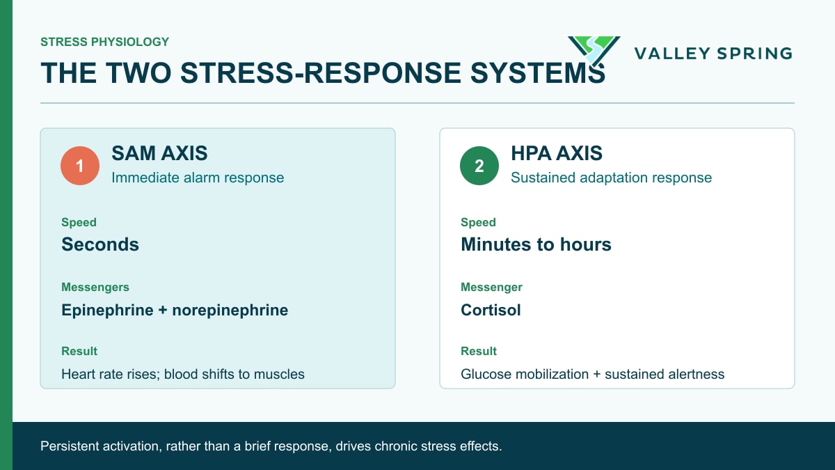 Clinical diagram comparing the rapid SAM alarm response with the sustained HPA cortisol response