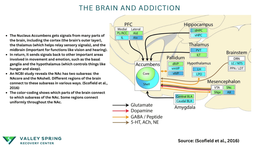 The Brain And Addiction: Nucleus Accumbens