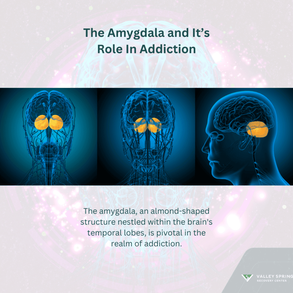 The Amygdala And It’s Role In Addiction