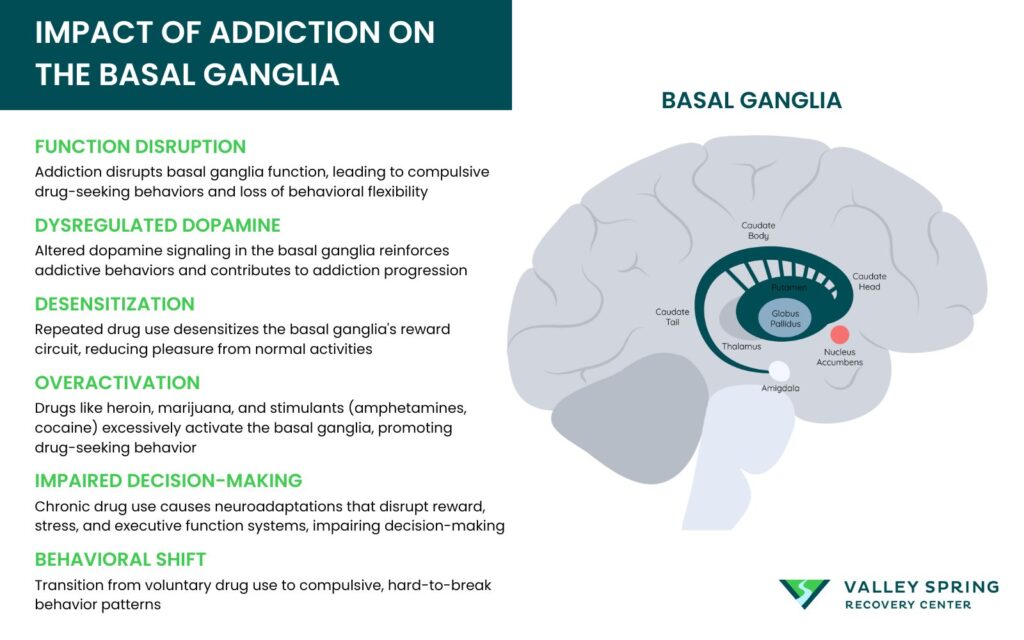 Impact Of Addiction On The Basal Ganglia