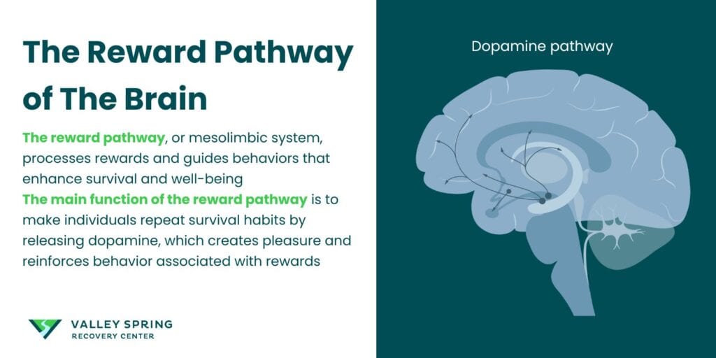 Reward Pathway Of The Brain